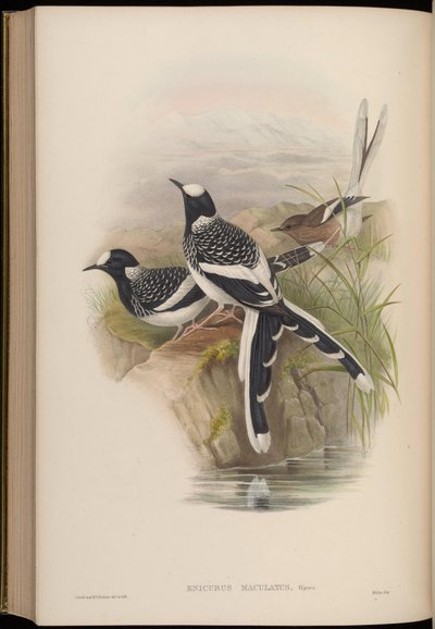 Spotted Forktail by John Gould
